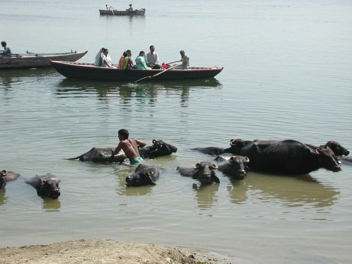 India. Buffalo bath (Benares). 2003.